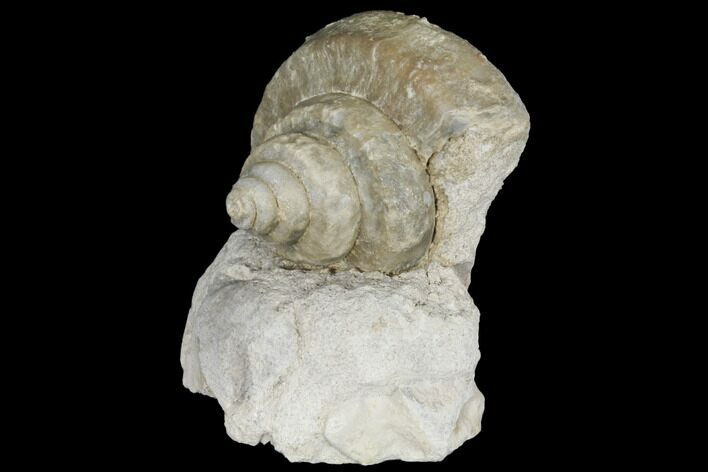 Mississipian Gastropod (Euomphalus) Fossil - Iowa #130282